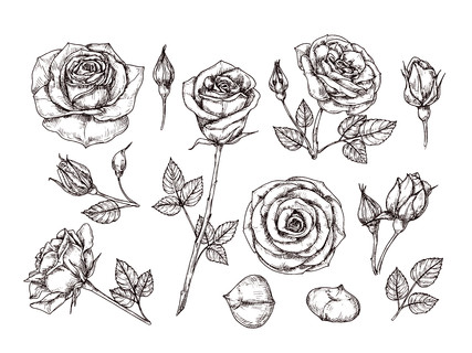 手绘玫瑰草绘玫瑰鲜花与荆棘和 i