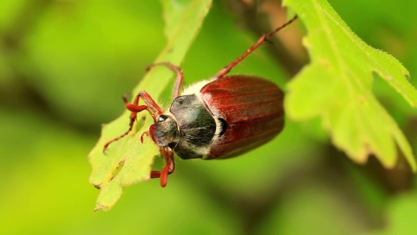 金龜子(melolontha melolontha)吃