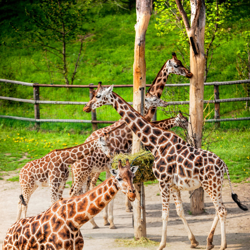 長頸鹿在動物園的野生動物園