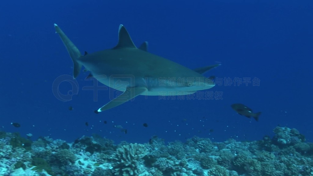 Mehrere SilberspitzenhaieCarcharhinus albimarginatus裬Schwimmen im Meer