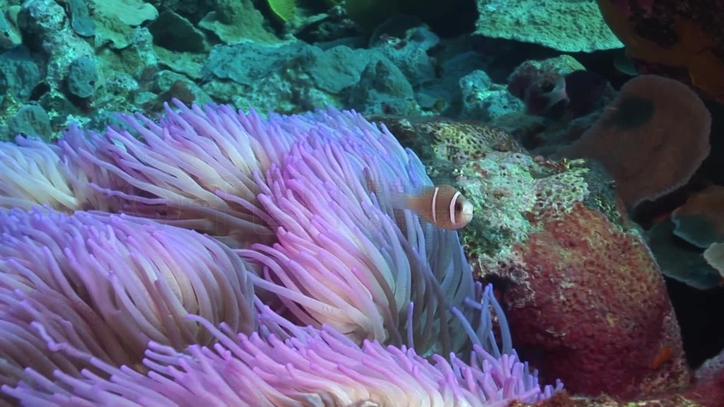 Anemonen und Fische im Meer