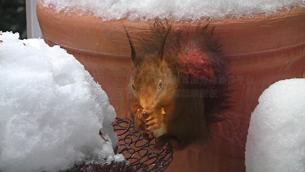 Es wird ein mnmmelndes Eichhrnchen im Winter gezeigtdas sich hinter einem Blumentopf versteckt