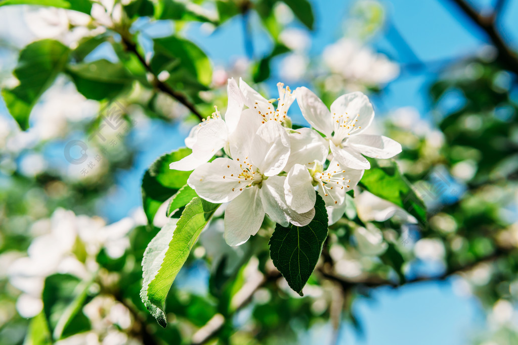 白苹果树花在春天