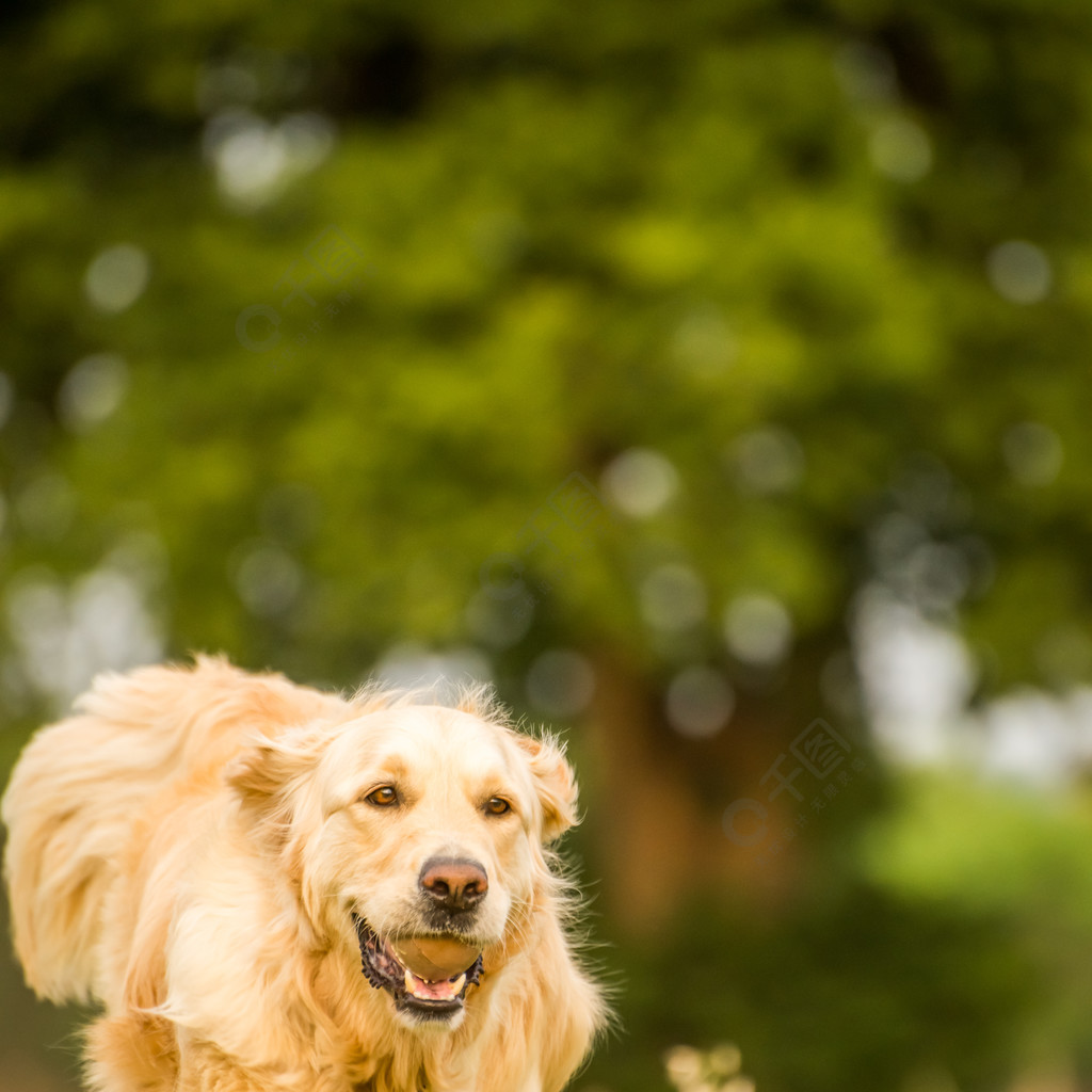 跑向绿草的领域的观察者的女性金毛猎犬与网球在嘴