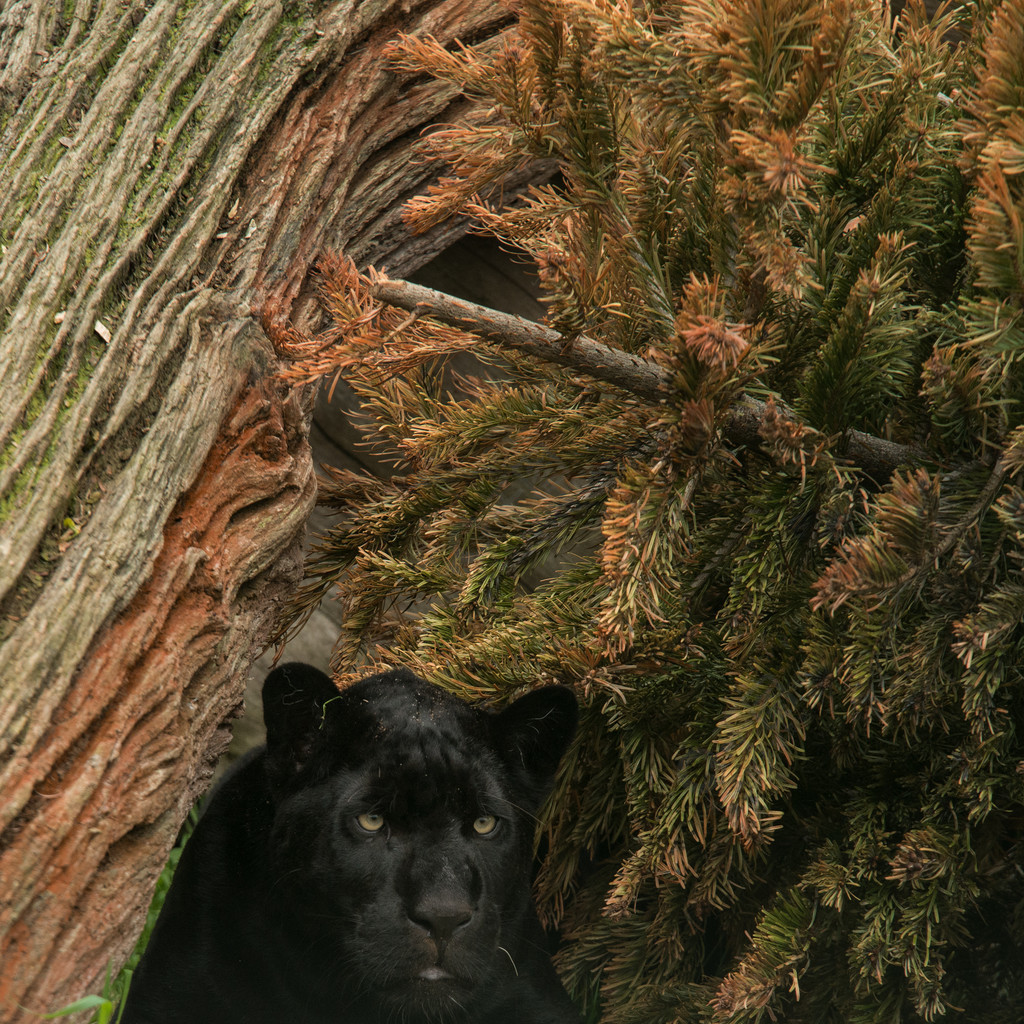 黑豹美洲豹pardus在多彩景观的惊人肖像