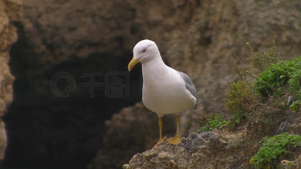 Eine Mwe sinet auf einem kahlen Felsen mit wenig GrasEinem Fels Stein BergеEine Hhle