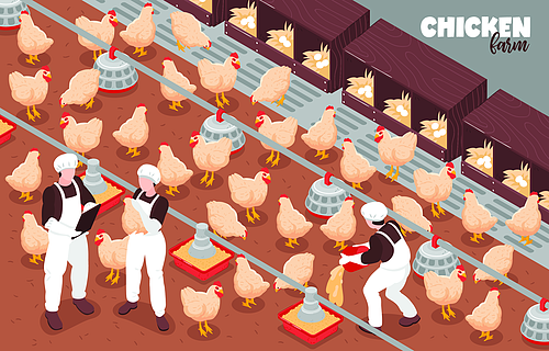 家禽自由运行养鸡场生产等距组成与鸟类工人自动喂食系统设备矢量图
