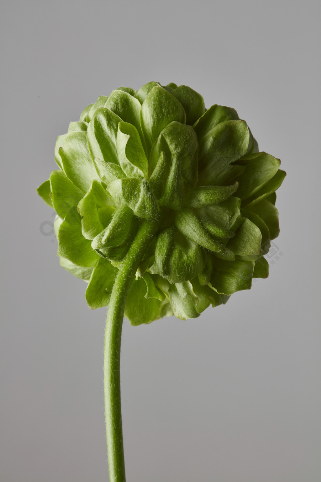 綠色丁香花的芽在灰色背景的節日賀卡在灰色的背景上的綠色花