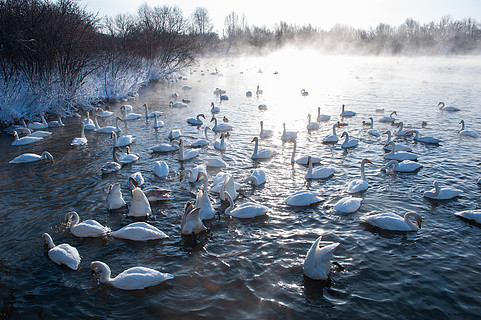 游泳在非冻结的冬天湖的美丽的白色高声呼喊的天鹅天鹅越冬的地方
