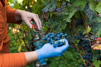在葡萄园中收获和清洁赤<i>霞</i>珠葡萄的葡萄酒农民的近视图