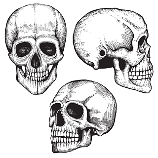 人类头骨收藏手绘矢量死亡可怕的人类头骨收藏眼睛和牙齿的骷髅头素描