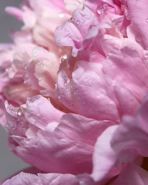 41新鲜的牡丹的玫瑰色芽与露滴的花卉背景宏观照片一朵桃红色牡丹的