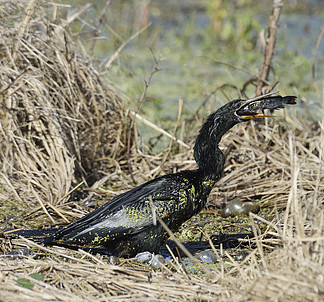 鰩魚類野生野生動物水布朗關閉鳥特寫鏡頭花園慢戶外爬行動物葉片糧食