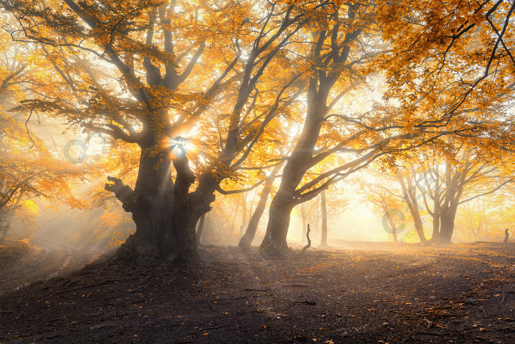 五颜六色的风景在秋天的童话森林秋天的树林神奇的老树,与早晨的阳光