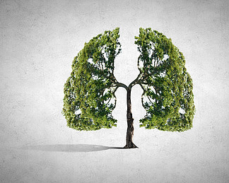 大树与肺的图片图片