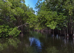 黑河的热带丛林美洲红树森林牙买加