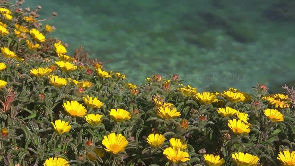 Blick von gelber Blumenwiese auf das klare turkisblaue Meer mit Steinen˹ءά