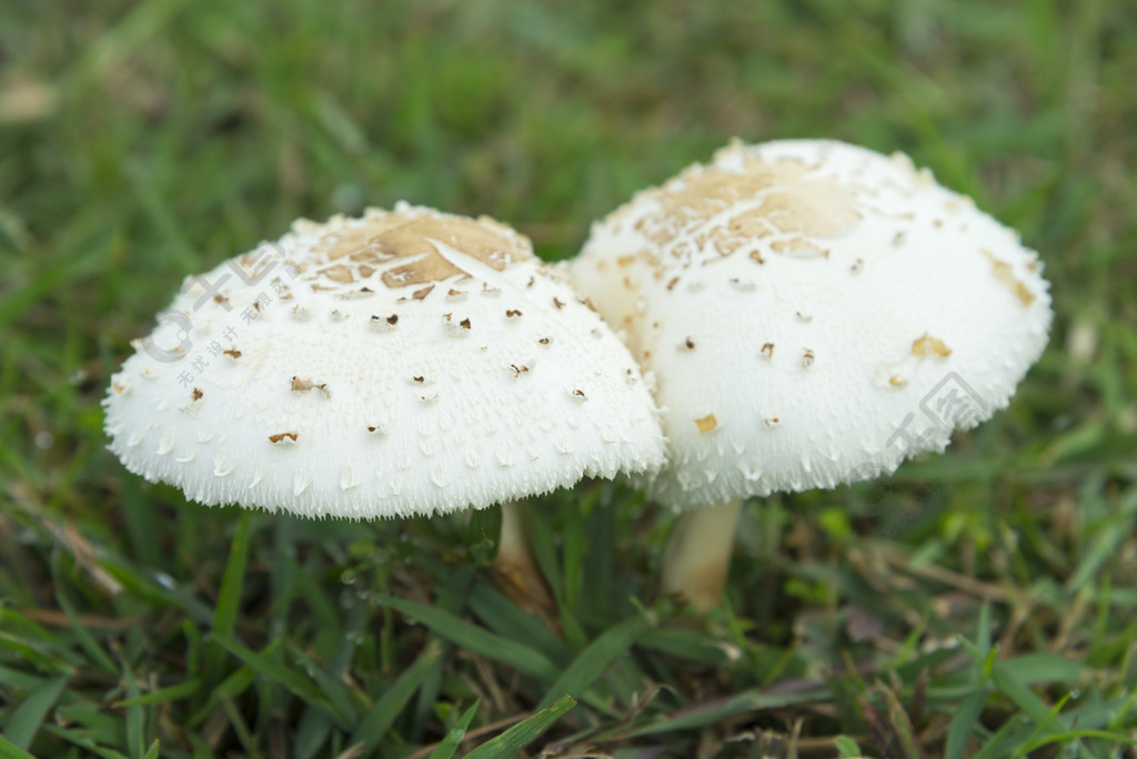 草原上的白蘑菇