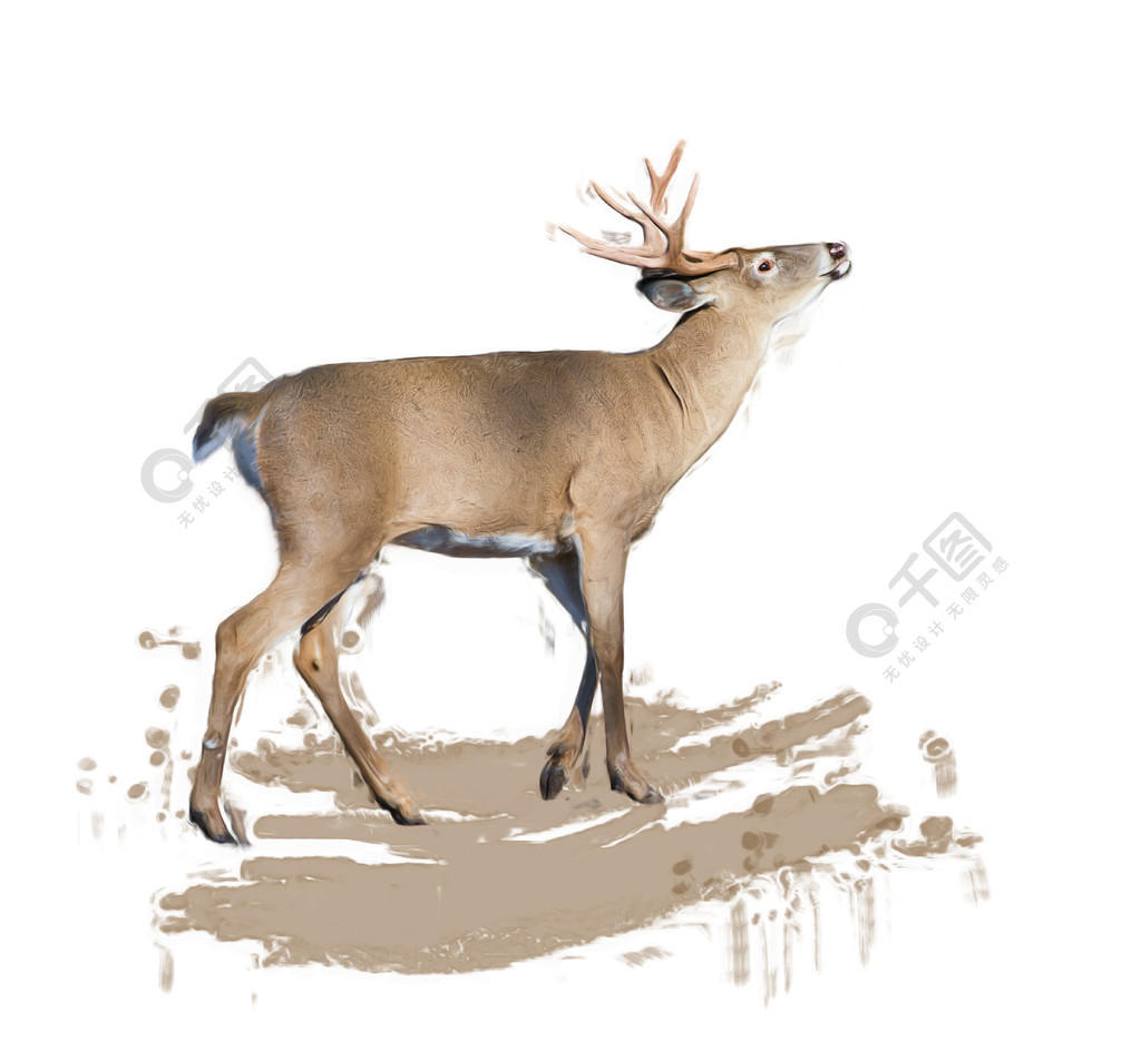 白尾鹿数字绘画白尾鹿画