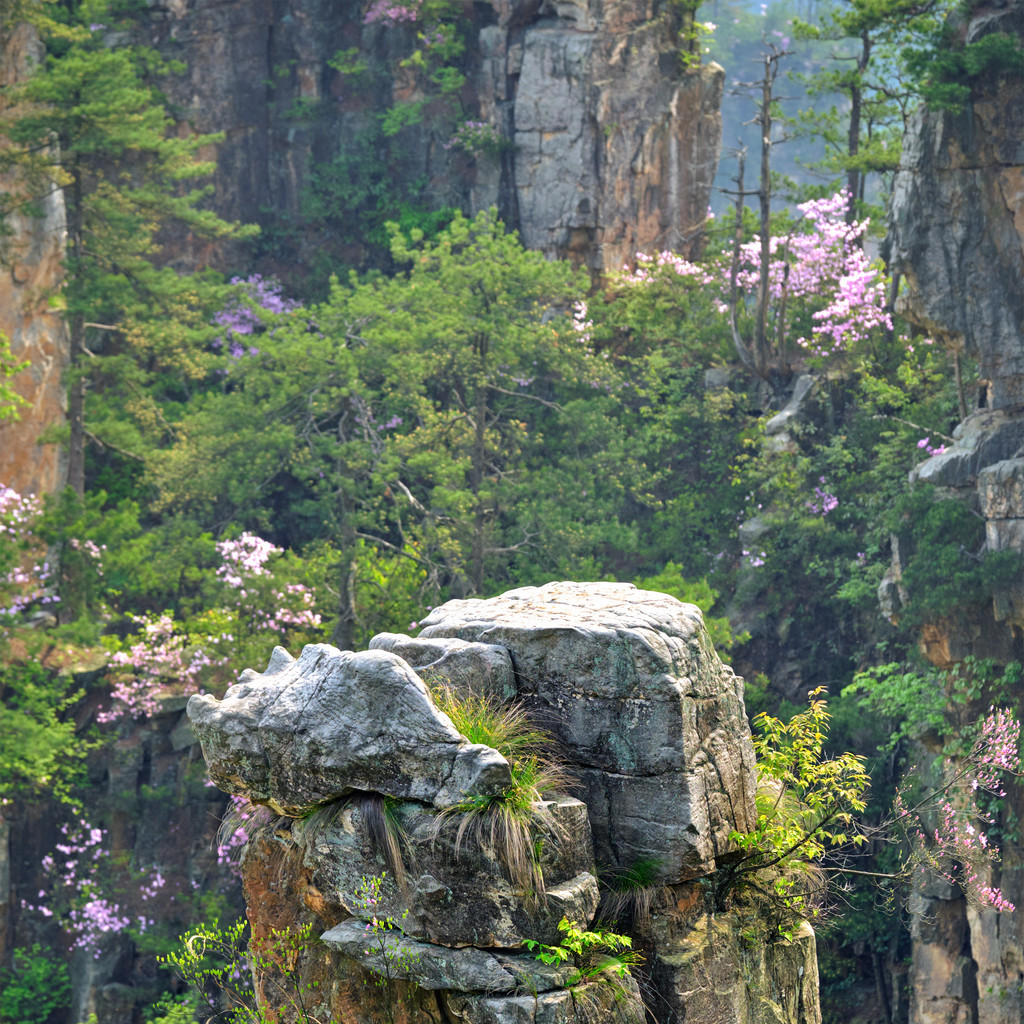 中國的著名旅遊勝地-張家界向在日落的峭壁山扔石頭在武陵源,湖南