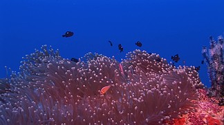 Anemonen und Fische <i>im</i> Meer