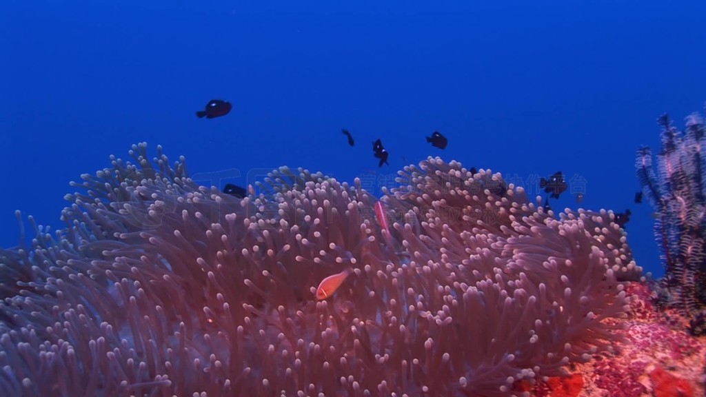 Anemonen und Fische im Meer