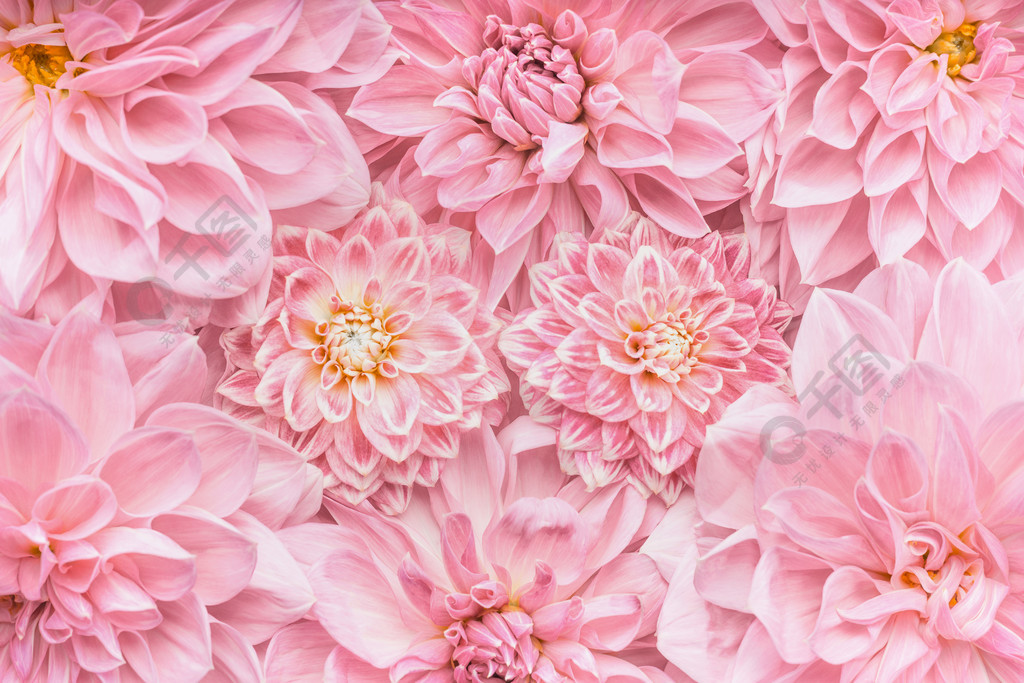柔和的粉红色花朵背景，顶视图，布局或贺卡为母亲节，婚礼或幸福的事
