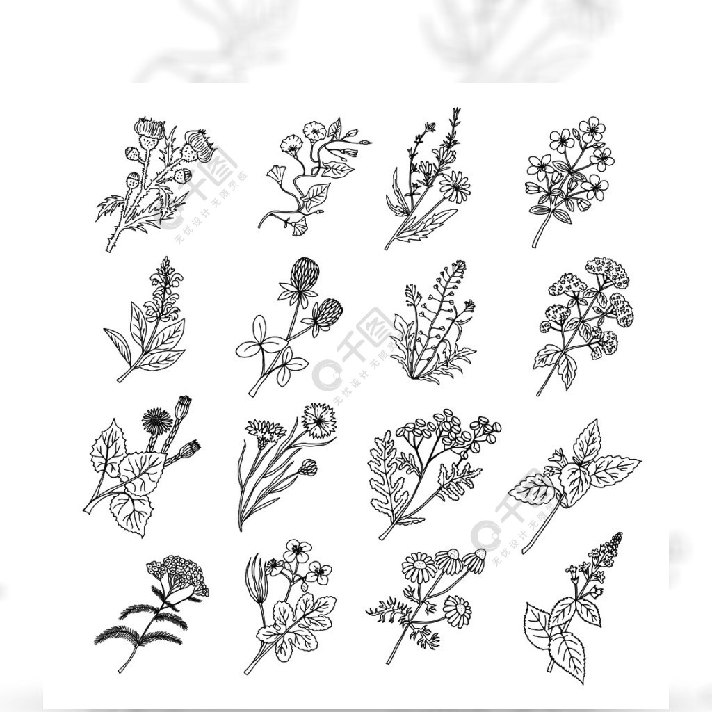 植物素描图花和植物的草本的传染媒介例证花植物图形,花卉天然草药