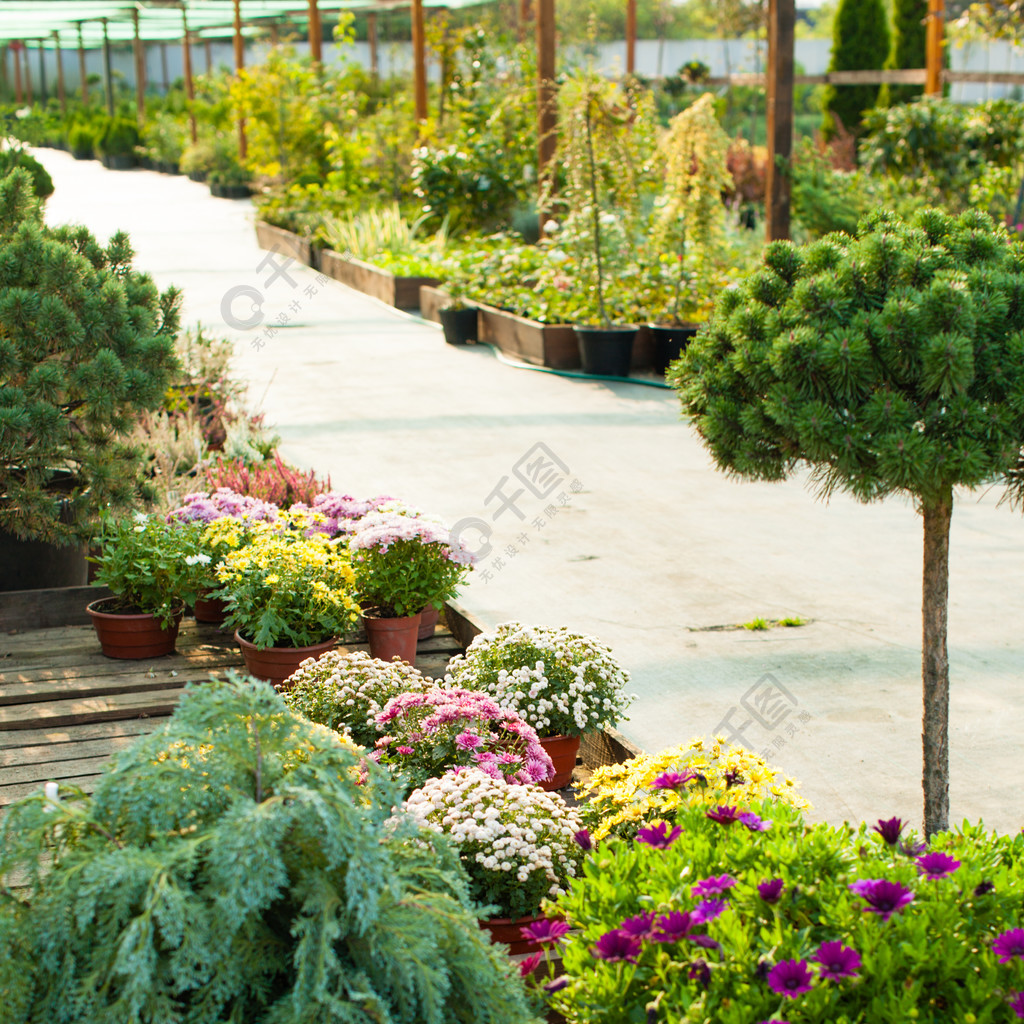 各種常綠植物和花卉的美化戶外花園市場