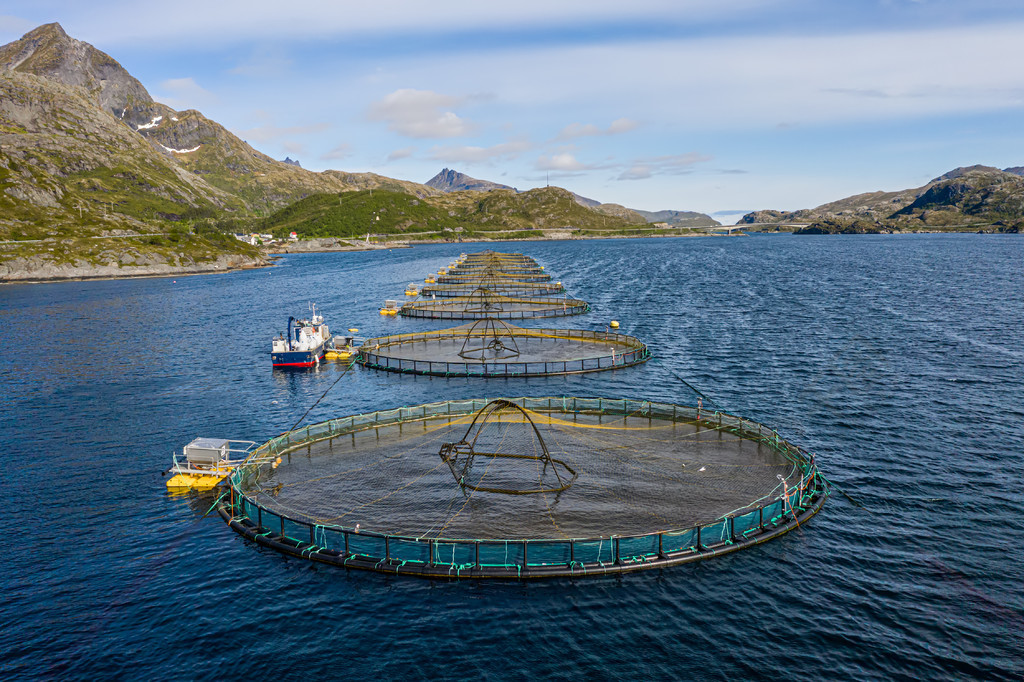 挪威的鲑鱼养殖场挪威是世界上最大的鲑鱼养殖国每年产量超过一百万吨