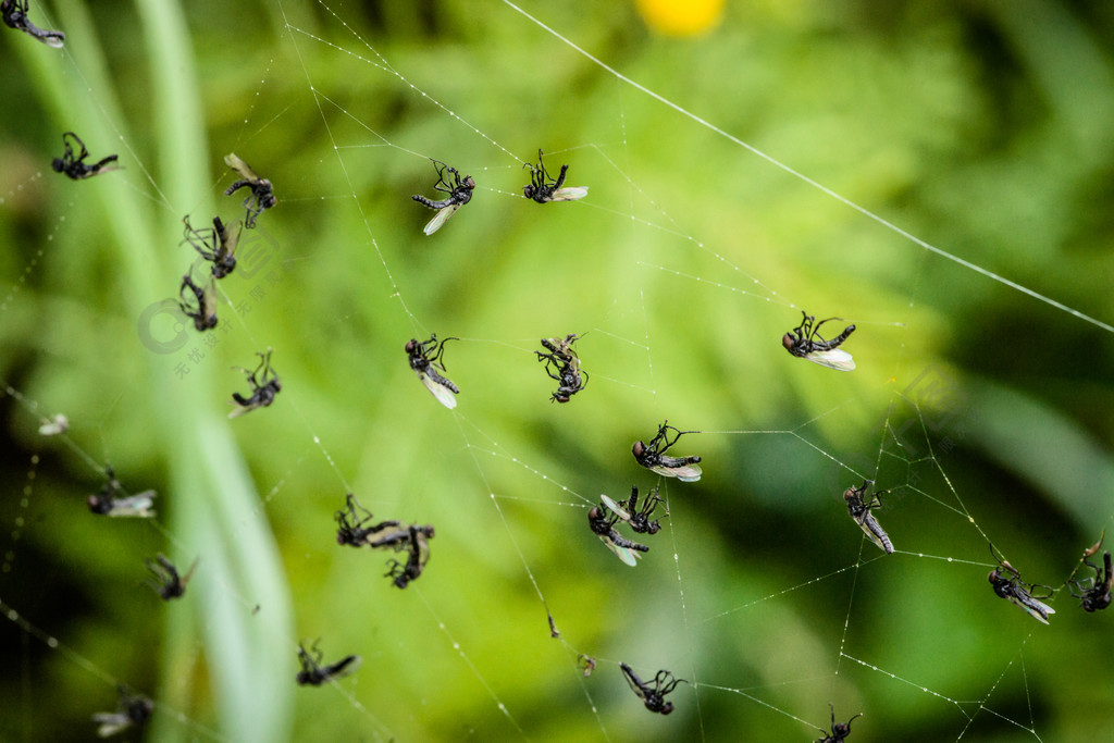 蜘蛛网中捕获了许多苍蝇1年前发布