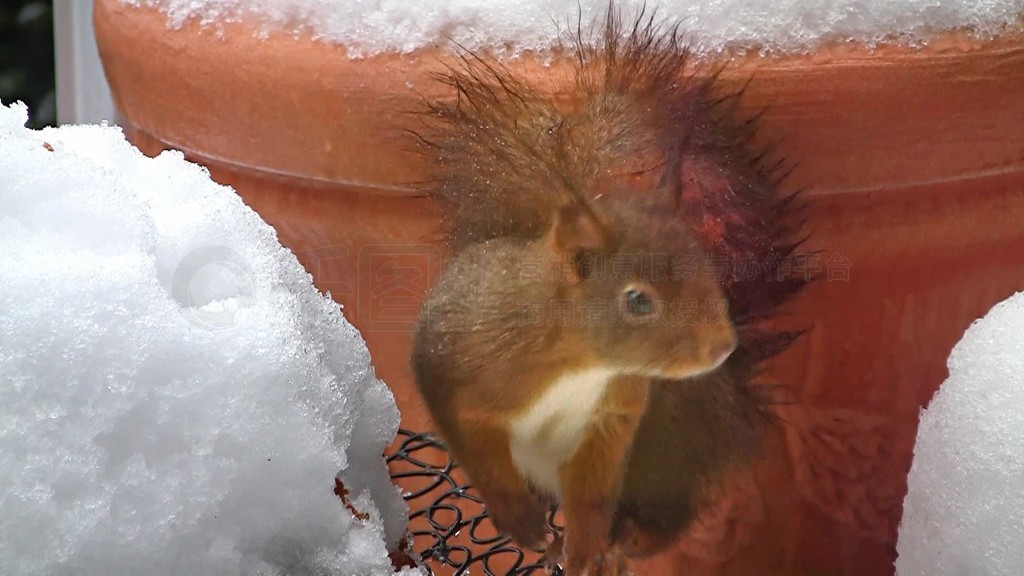 Es wird ein Eichhrnchen im Winter gezeigt Dus sich eine Nuss holt und sie dann isst