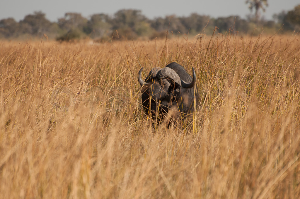 ˮţĺںɫ״ɱĽǣվOkavango޵Moremi Game ReserveǳɫɫݴעӵƽϿɼľo