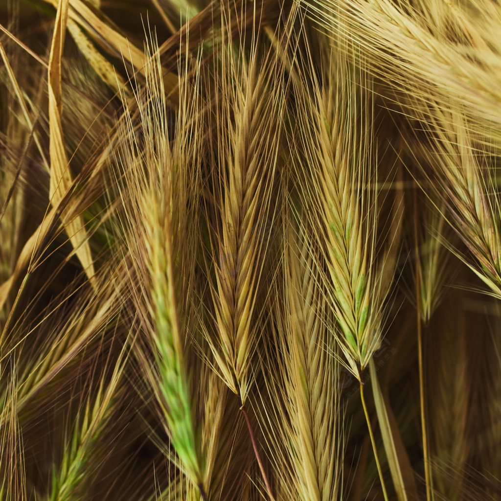 多汁的年轻小麦对草地的特写