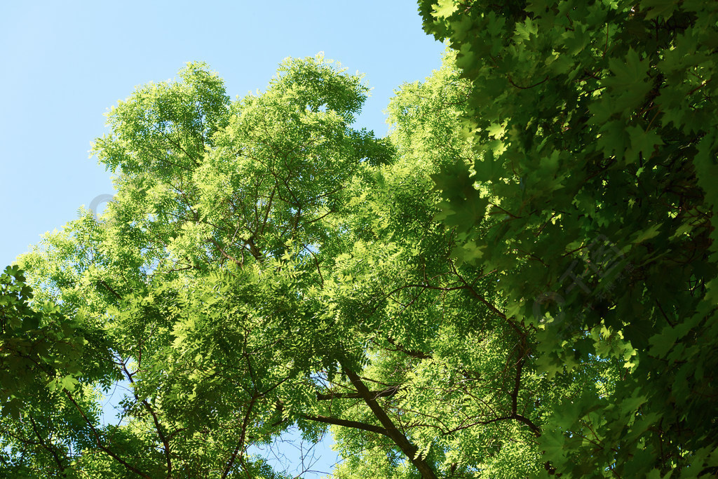 綠樹brances框架角與藍藍的天空和太陽耀斑在背景中1年前發佈