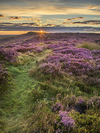 石南花的美好的黎明日出风<i>景</i>图象在Higger Tor的在夏天在高峰区英国