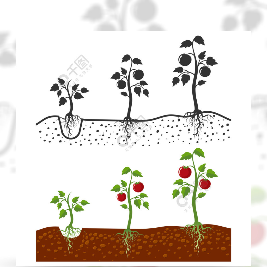 有根的西红柿种植导航生长阶段