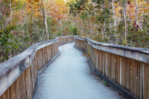 沼泽的木板走道在大沼泽地国家公园，佛罗里达，美国