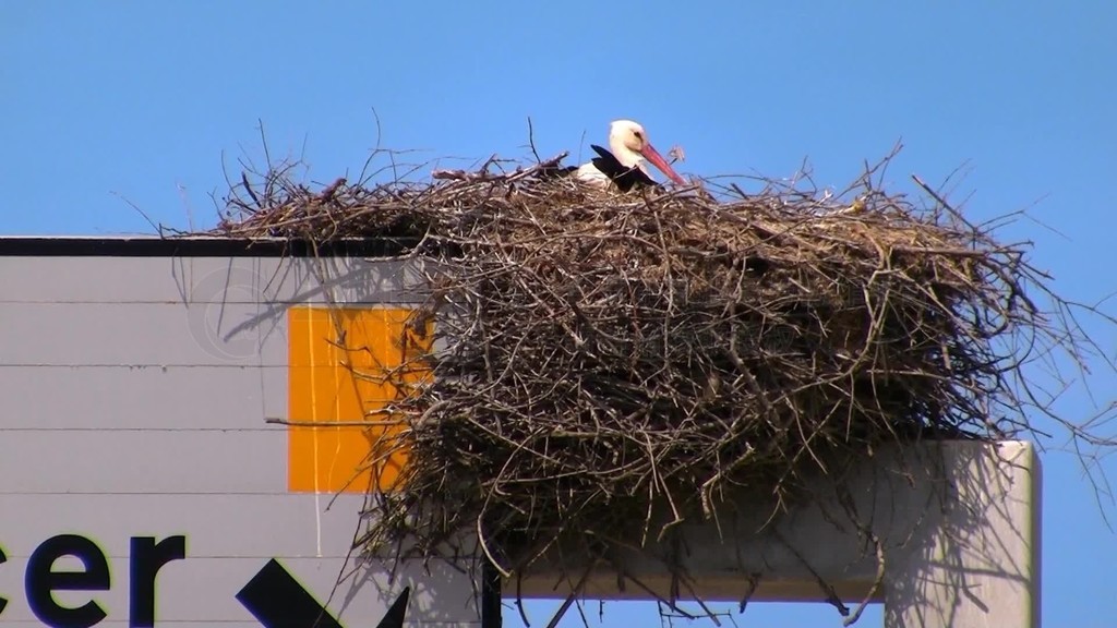 Detailaufnahme-Ein Storchennest auf einem Straenschild Autobahnschildein Storch sitzt darin und