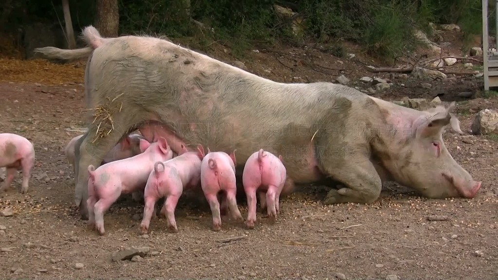 Artgerecht gehaltene Schweine und Ferkel