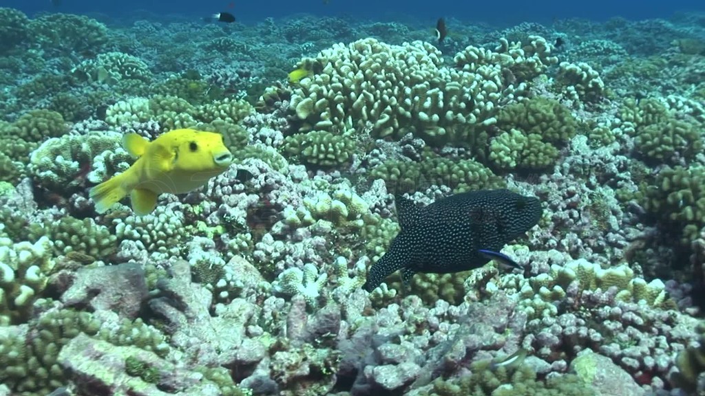 KorallenriffGelber KugelfischTetraodontidaePerlhuhn-KugelfischArothron meleagris