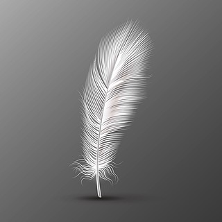 现实的羽毛唯一的白色软鸟翅膀平滑绒毛在透明背景矢量轻量蓬松母鸡宏