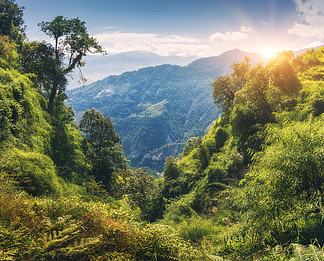 有阳光树山的图片大全图片