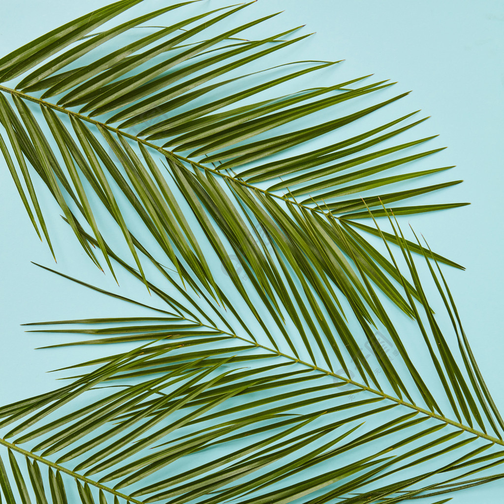 热带棕榈叶丛林叶顶视图分别在蓝色背景代表任何纹理的装饰漂亮的组成
