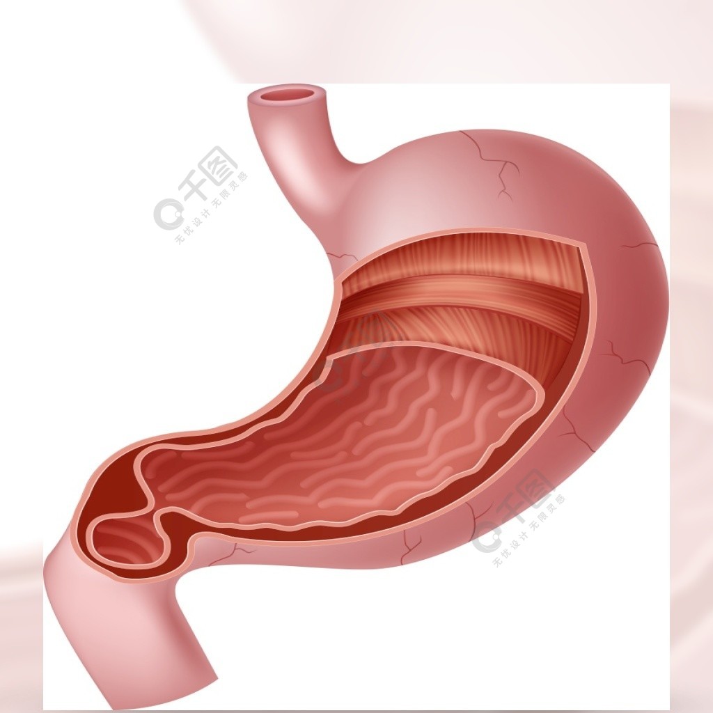 人体内部胃解剖图