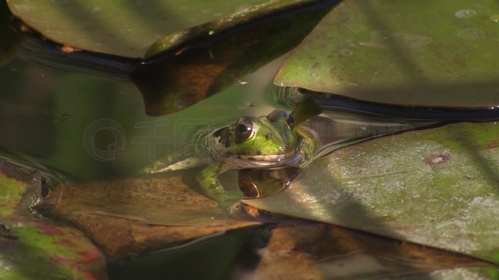 Einem Ruhigen Gewasser TeichEin Frosch sitzt޶³Blatter Seerosenblatter