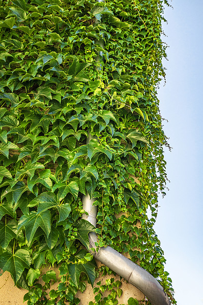 綠色的常春藤植物覆蓋建築物的牆壁上的金屬排水口