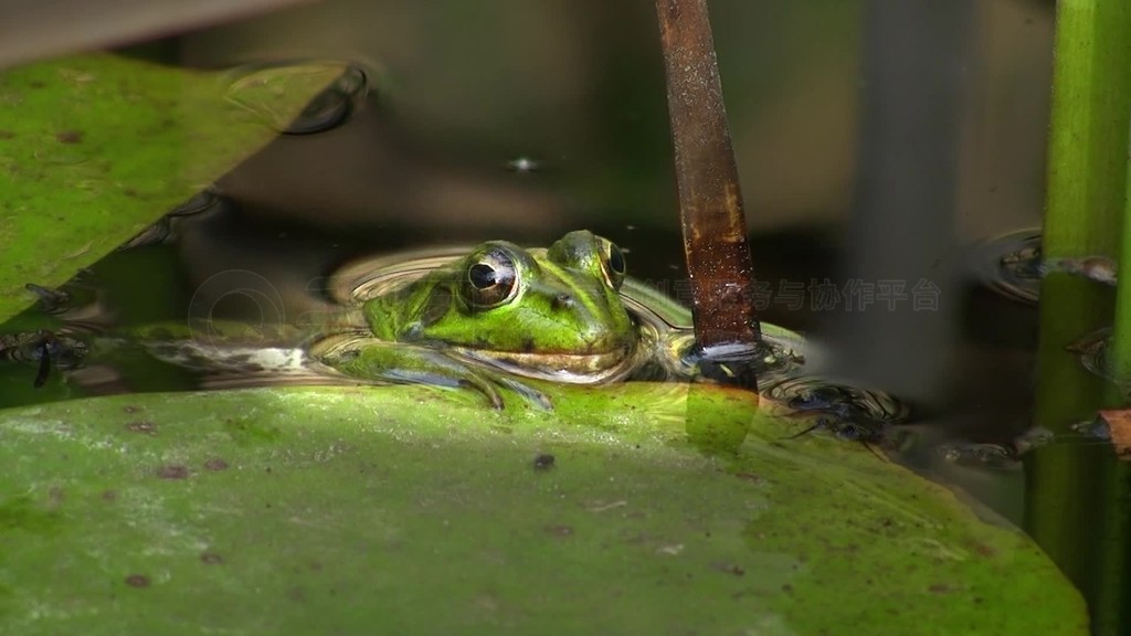 Aufnahme von vorne-Einem Ruhigen Gewasser Teich und schwimmt dann wegEin Frosch hangt regungslos a