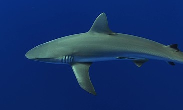 grauer riffhai,灰礁鲨(carcharhinus amblyrhynchos)