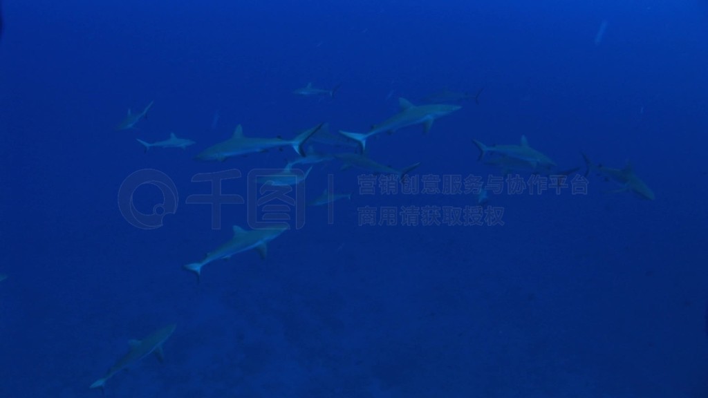 ƣCarcharhinus amblyrhynchos